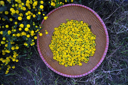 Cúc tiến vua là một trong những loài hoa cúc làm trà nổi tiếng